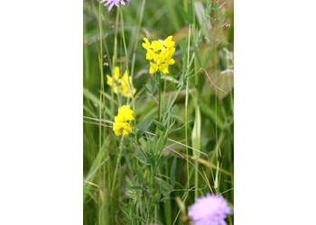 Wiesen-Platterbse (Lathyrus pratensis) - © Emanuel Trummer